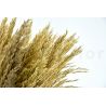 Pampa Grass Preservada - Marfil