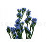 Statice Sinuata Stabilized - Bouquet - Purple