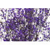 Stabilisierte Gipskraut - Strauß - Lavendel