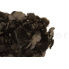 Stabilized Extra Hydrangea - Black