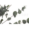 Eukalyptus Gunnii stabilisiert - Grün