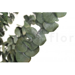 Eucalyptus Baby-Blue stabilisé - Vert