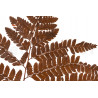 Fougère Cuir Stabilisée - Marron