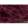 Stoebe stabilizzato - Mazzo - Rosa