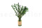 Boxwood Stabilised - Green 2