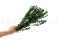 Boxwood Stabilised - Green 3