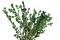 Boxwood Stabilised - Green 4
