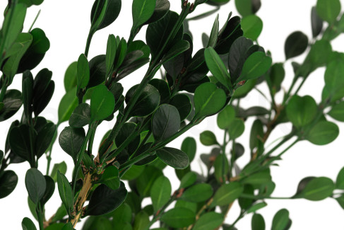 Boj preservado - Verde