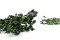 Boj preservado - Verde 7