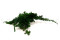Juniperus Stabilisé - Vert 3