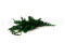 Juniperus Preservado - Verde 4