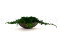 Juniperus Preservado - Verde 5