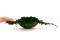 Juniperus Preservado - Verde 6