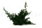 Juniperus Preservado - Verde 9