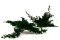 Juniperus Preservado - Verde 2