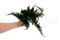 Juniperus Stabilisé - Vert 7