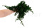 Juniperus Preservado - Verde 8