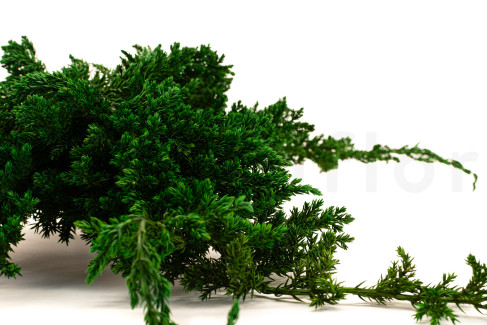 Juniperus Preservado - Verde