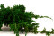 Juniperus Preservado - Verde 1
