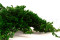 Juniperus Preservado - Verde 10