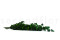 Lierre Hélix Stabilisé - Vert 3