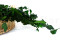 English Ivy Stabilized - Green 4