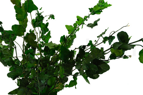English Ivy Stabilized - Green