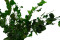 Lierre Hélix Stabilisé - Vert 1