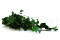Lierre Hélix Stabilisé - Vert 6
