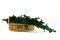 Lierre Hélix Stabilisé - Vert 7
