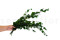 Lierre Hélix Stabilisé - Vert 2