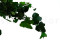 English Ivy Stabilized - Green 5