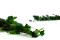 Lierre Hélix Stabilisé - Vert 8