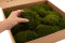 Mood Moss preservato - Scatola - Nature Green 7