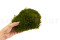 Mood Moss konserviert - Schachtel - Nature Green 4
