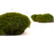 Mood Moss konserviert - Schachtel - Nature Green 9