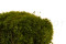 Mood Moss preservato - Scatola - Nature Green 5