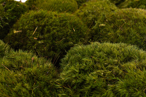 Mood Moss konserviert - Schachtel - Nature Green