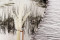 Foxtail preservado - Blanco 4