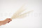 Foxtail preservado - Blanco 3