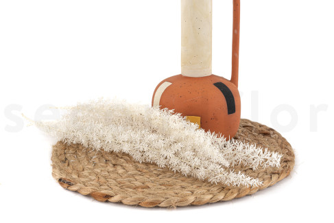 Foxtail preservado - Blanco