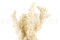 Ming Fern Preservado - Blanco 7