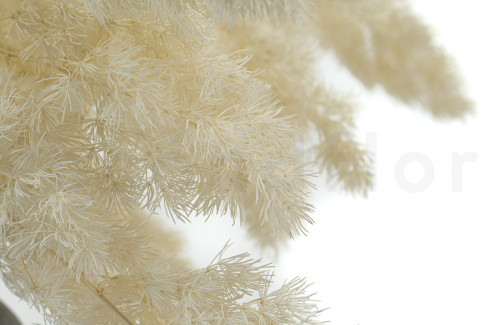 Ming Fern Preservado - Blanco