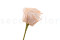 Tallo artificial de Papel - 24 Unidades - Verde 9