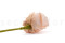 Tallo artificial de Papel - 24 Unidades - Verde 10