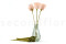 Tallo artificial de Papel - 24 Unidades - Verde 12
