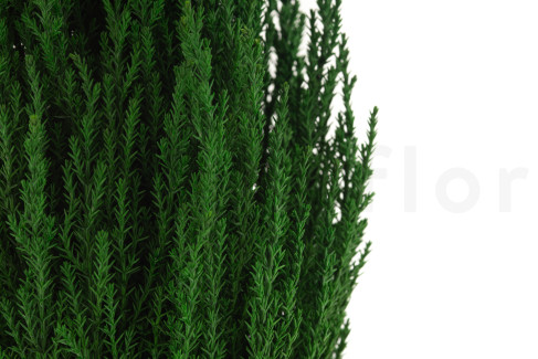Cyprès Stabilisé - Vert