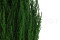 Ciprés preservado - Verde 1
