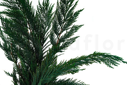 Thuja preservada - Verde