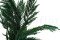 Thuja preservada - Verde 1